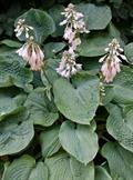 Hosta
